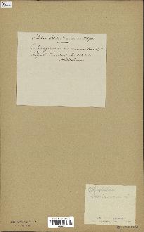spécimen de Ophioglossum lusitanicum