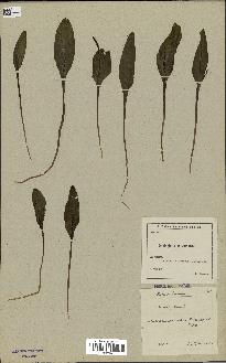 spécimen de Ophioglossum vulgatum