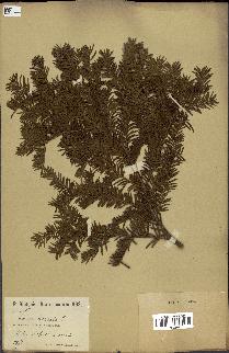 spécimen de Taxus baccata