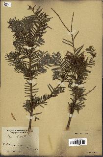 spécimen de Taxus baccata