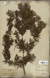 spécimen de Taxus baccata