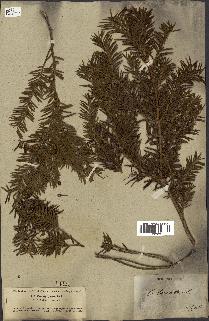spécimen de Taxus baccata