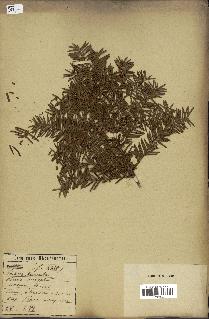 spécimen de Taxus baccata