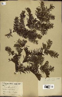 spécimen de Taxus baccata