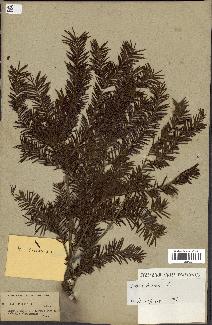 spécimen de Taxus baccata