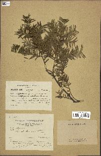 spécimen de Taxus baccata