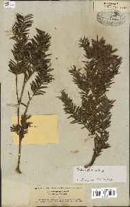 spécimen de Taxus baccata