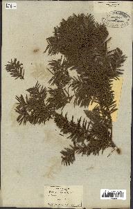 spécimen de Taxus baccata