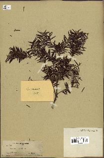 spécimen de Taxus baccata