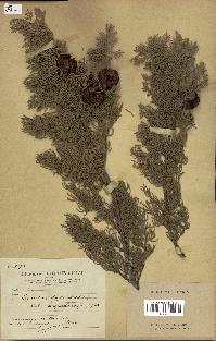 spécimen de Cupressus sempervirens