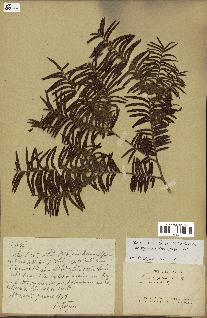 spécimen de Taxus mairei