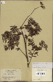 spécimen de Taxus mairei