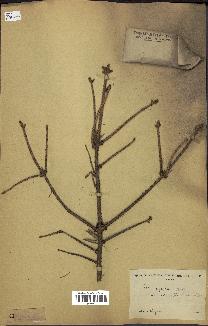 spécimen de Picea asperata