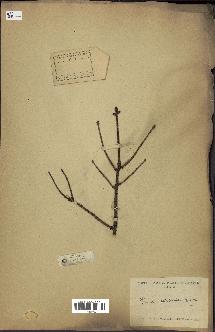spécimen de Picea asperata