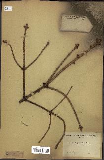 spécimen de Picea asperata
