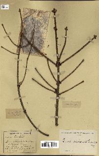 spécimen de Picea sitchensis