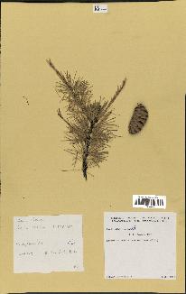 spécimen de Larix sibirica