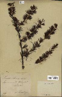 spécimen de Larix sibirica