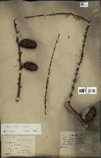 spécimen de Larix potaninii