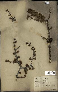 spécimen de Larix potaninii