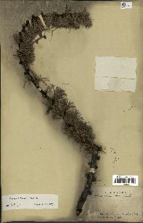 spécimen de Larix potaninii