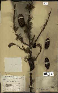 spécimen de Larix potaninii