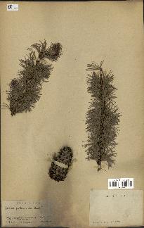 spécimen de Larix potaninii