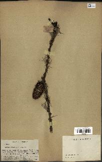 spécimen de Larix potaninii
