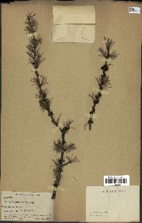 spécimen de Larix potaninii
