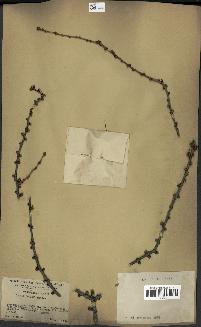 spécimen de Larix potaninii