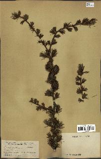 spécimen de Larix potaninii