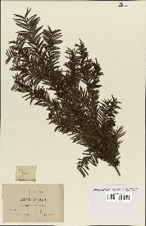 spécimen de Taxus baccata