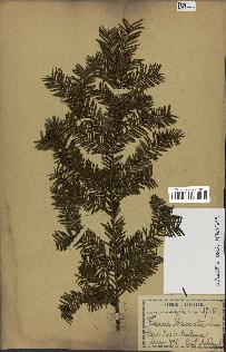 spécimen de Taxus baccata