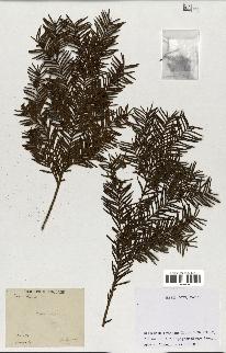 spécimen de Taxus baccata