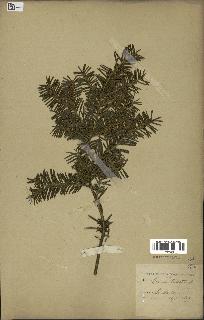 spécimen de Taxus baccata