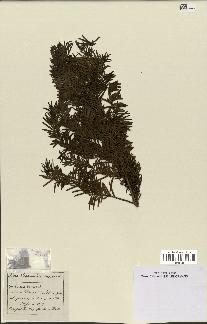 spécimen de Taxus baccata