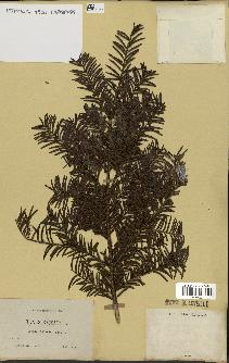 spécimen de Taxus baccata
