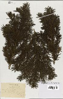 spécimen de Taxus baccata