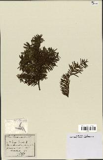 spécimen de Taxus baccata