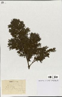 spécimen de Taxus baccata