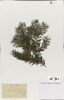 spécimen de Taxus baccata