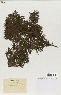 spécimen de Taxus baccata