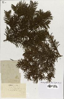spécimen de Taxus baccata