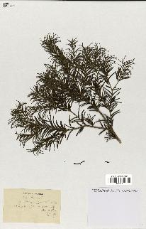 spécimen de Taxus baccata