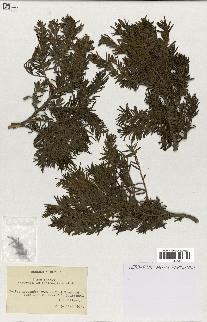 spécimen de Taxus baccata
