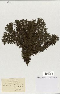spécimen de Taxus baccata