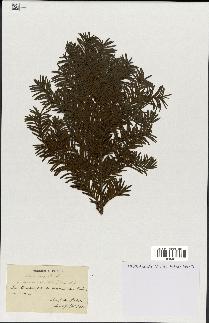spécimen de Taxus baccata