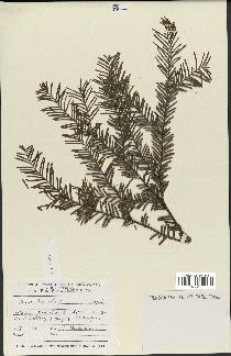 spécimen de Taxus baccata