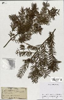 spécimen de Taxus baccata