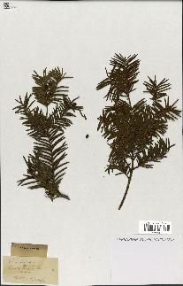 spécimen de Taxus baccata